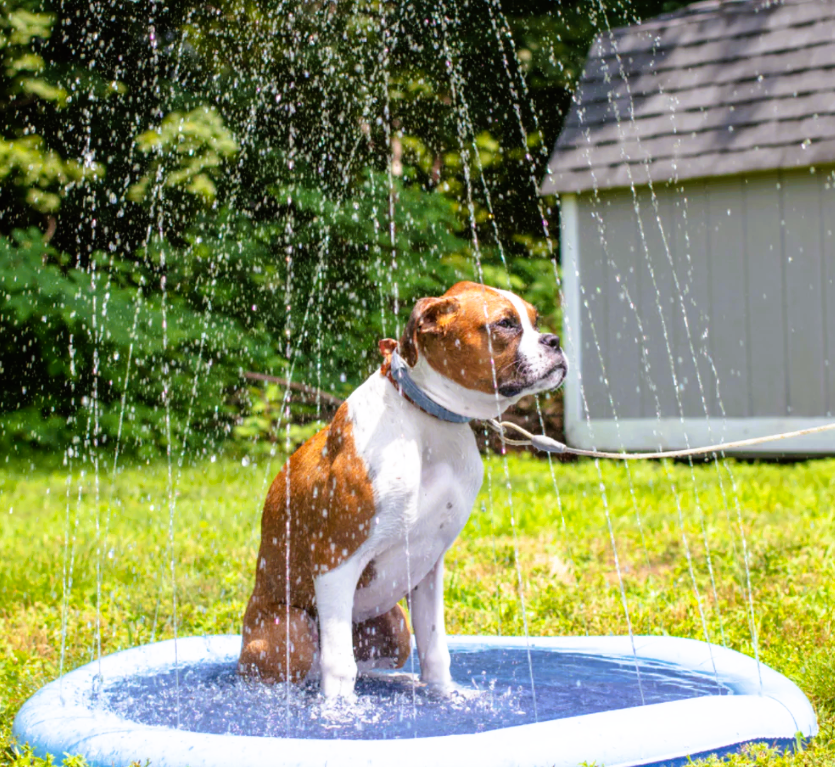 Refreshing Dog Sprinkler Pad